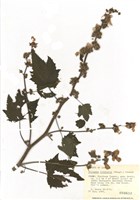 藏品(山蜀葵)的圖片